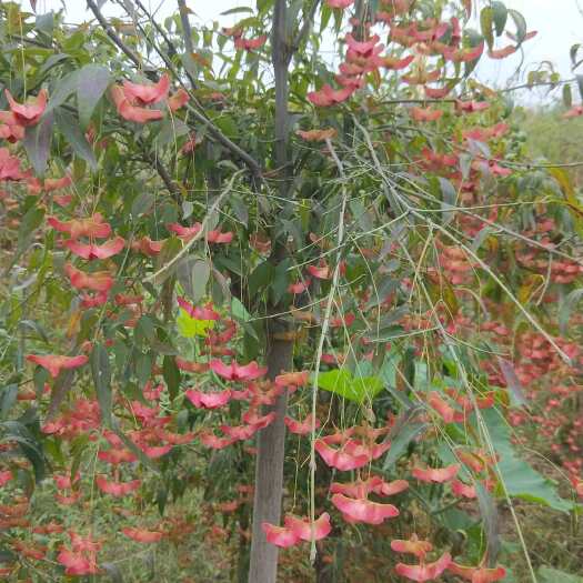 平邑县金丝吊蝴蝶，又名摇钱树，花期长，开始是绿色，慢慢变成红色