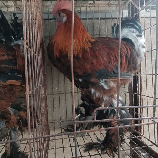 景谷县纯种无量山乌骨鸡种蛋武定壮鸡高脚鸡毛脚鸡哀牢山土鸡蛋种鸡苗