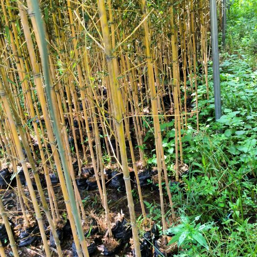 佛山金镶玉竹，产地直发，质量保证