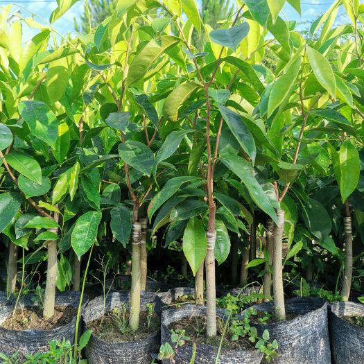 奇楠沉香嫁接苗可提供种植托管服务香霸糖结黑棋 紫奇楠