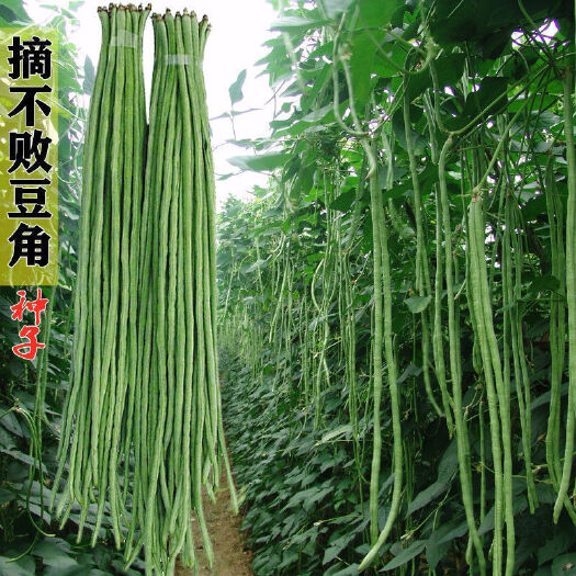 沭阳县豆角