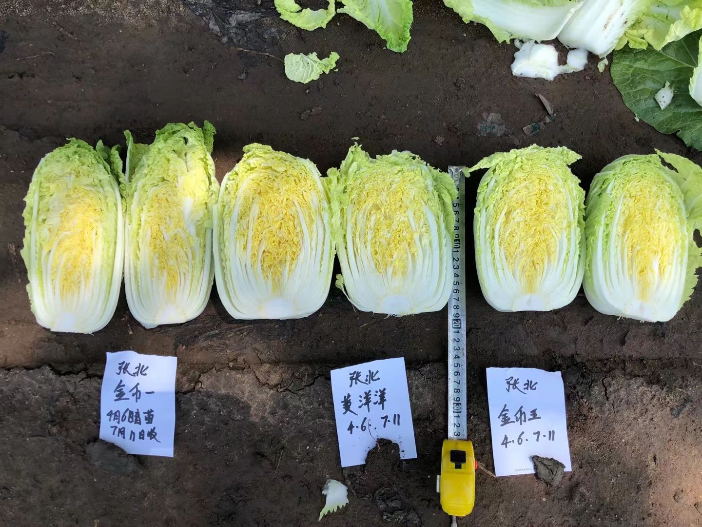 帅天金币5号，矮颗黄芯娃娃菜种籽