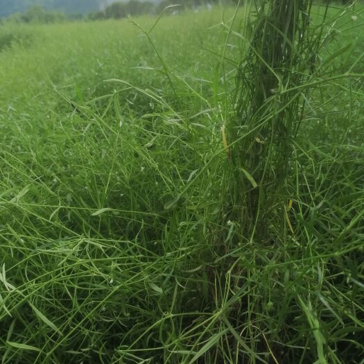 阳朔县百花舌蛇舌草，药用