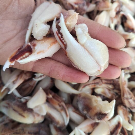 连云港中号沙蟹钳，带冰，一箱19斤，捞汁小海鲜专用
