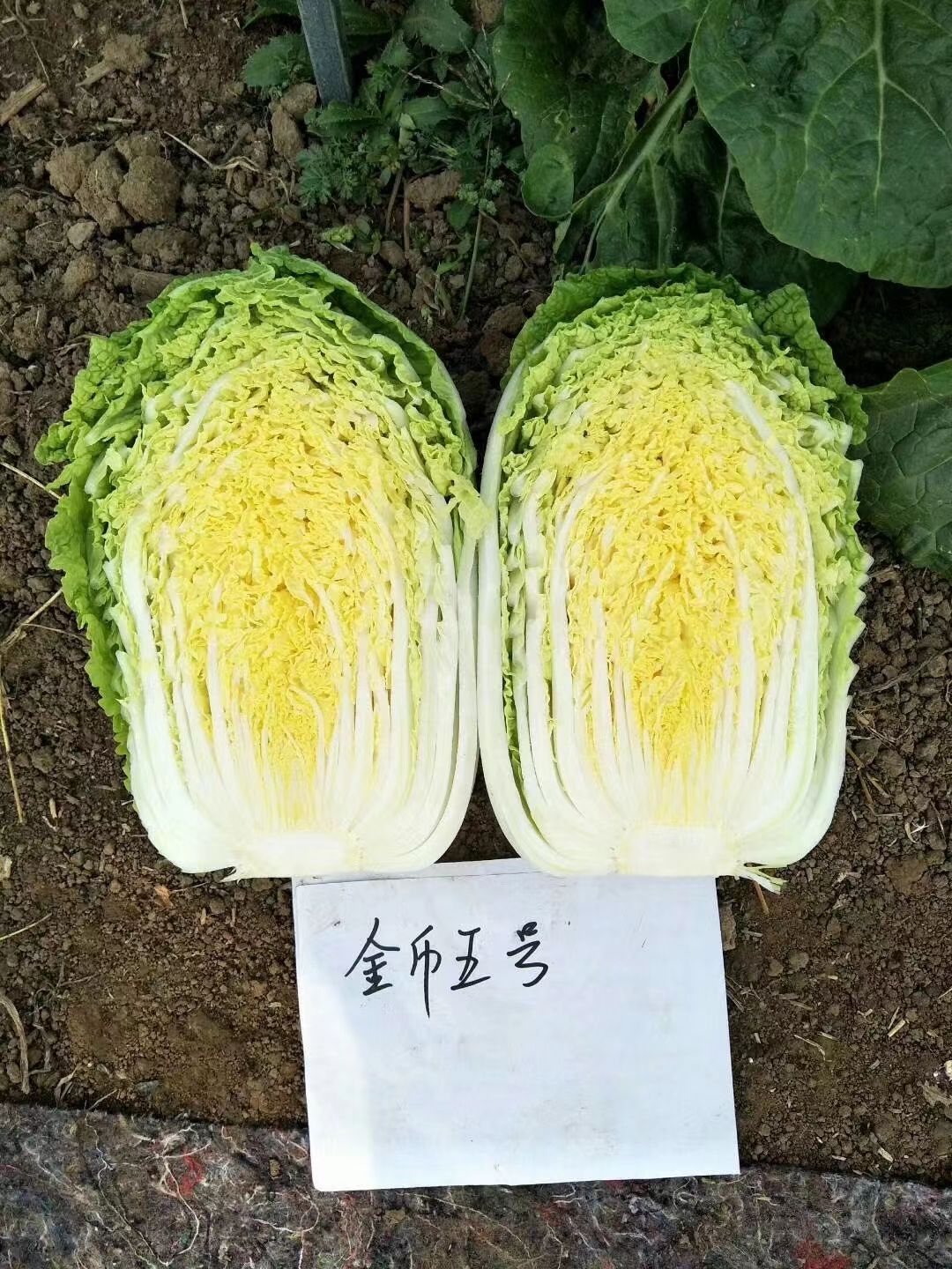 帅天金币5号，矮颗黄芯娃娃菜种籽