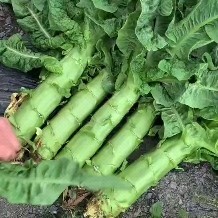 绵阳四川三青莴笋  三青莴笋品质保证货源充足商超地摊批发市场