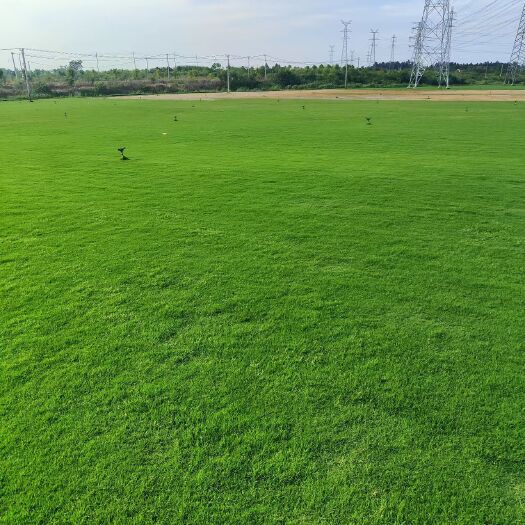 龙泉市鄞州区草坪绿化，耐旱密度大杂草少，好管理