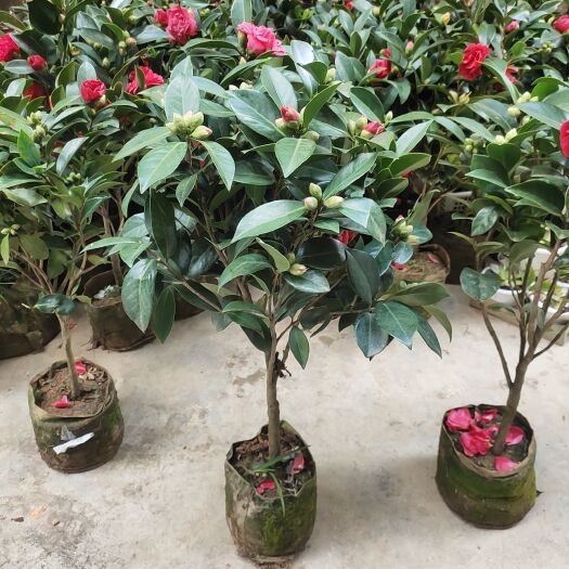 马关县四季茶花，一年四季都可以开花