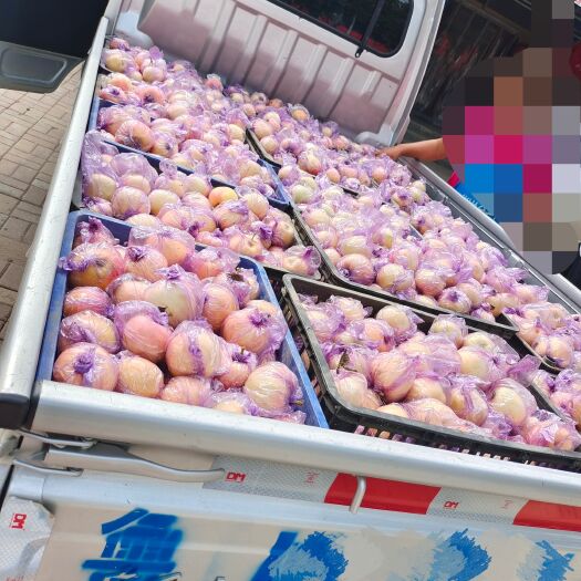 乐陵市嘎啦苹果