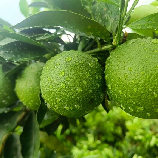 新平县云南高山冰糖橙   原知原味  口感很好