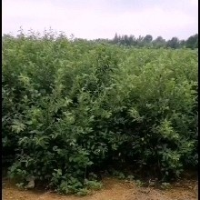 威海三年维纳斯黄金苹果苗，矮化跕，优秀果苗，新品种。