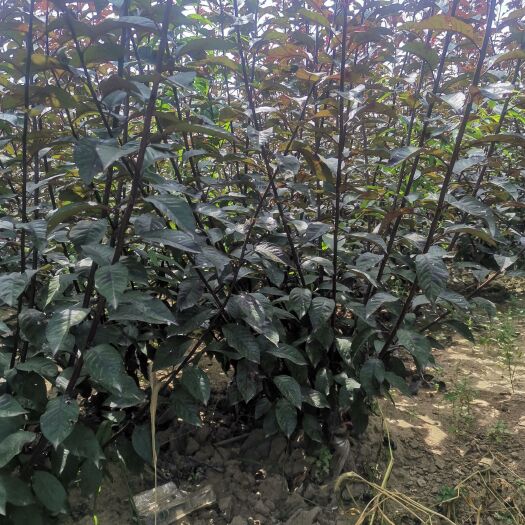 彭阳县8分枝以上紫叶矮樱