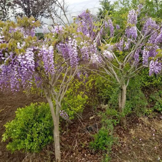 沭阳县苗圃直销紫滕花苗庭院苗木丰花紫藤树苗绿植花卉攀援藤蔓植物