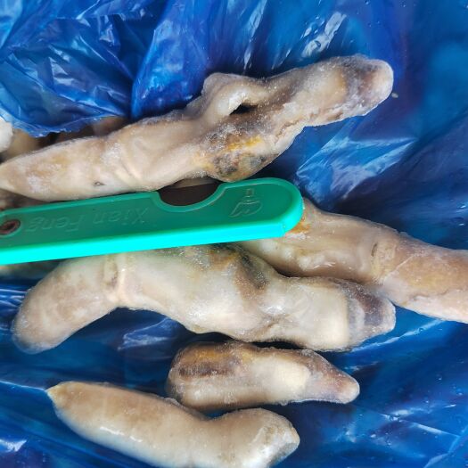 新鲜开沙嘴蛏王肉竹蛏肉蛏子圣子肉手指蛏肉熟食捞汁食材美人蛏