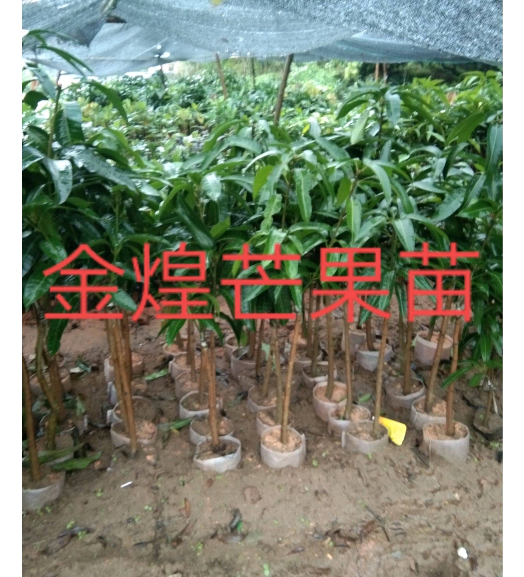 黃公姚的店