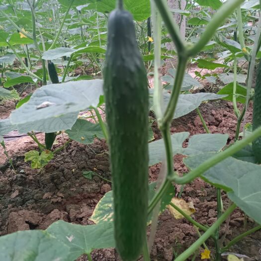 莘县山东聊城密刺黄瓜