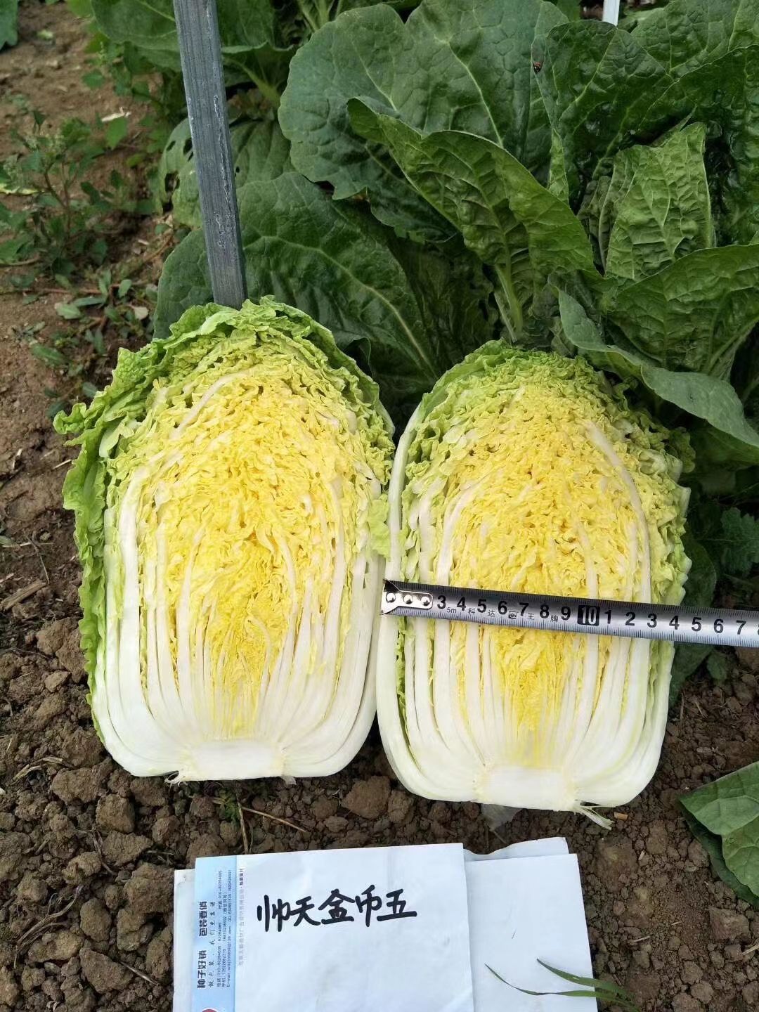 帅天金币5号，矮颗黄芯娃娃菜种籽