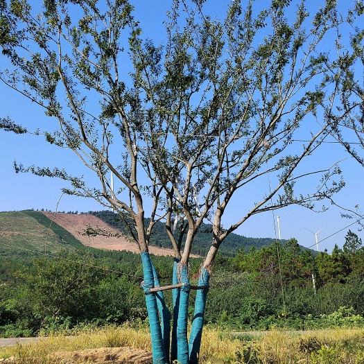 宣城丛生朴树
