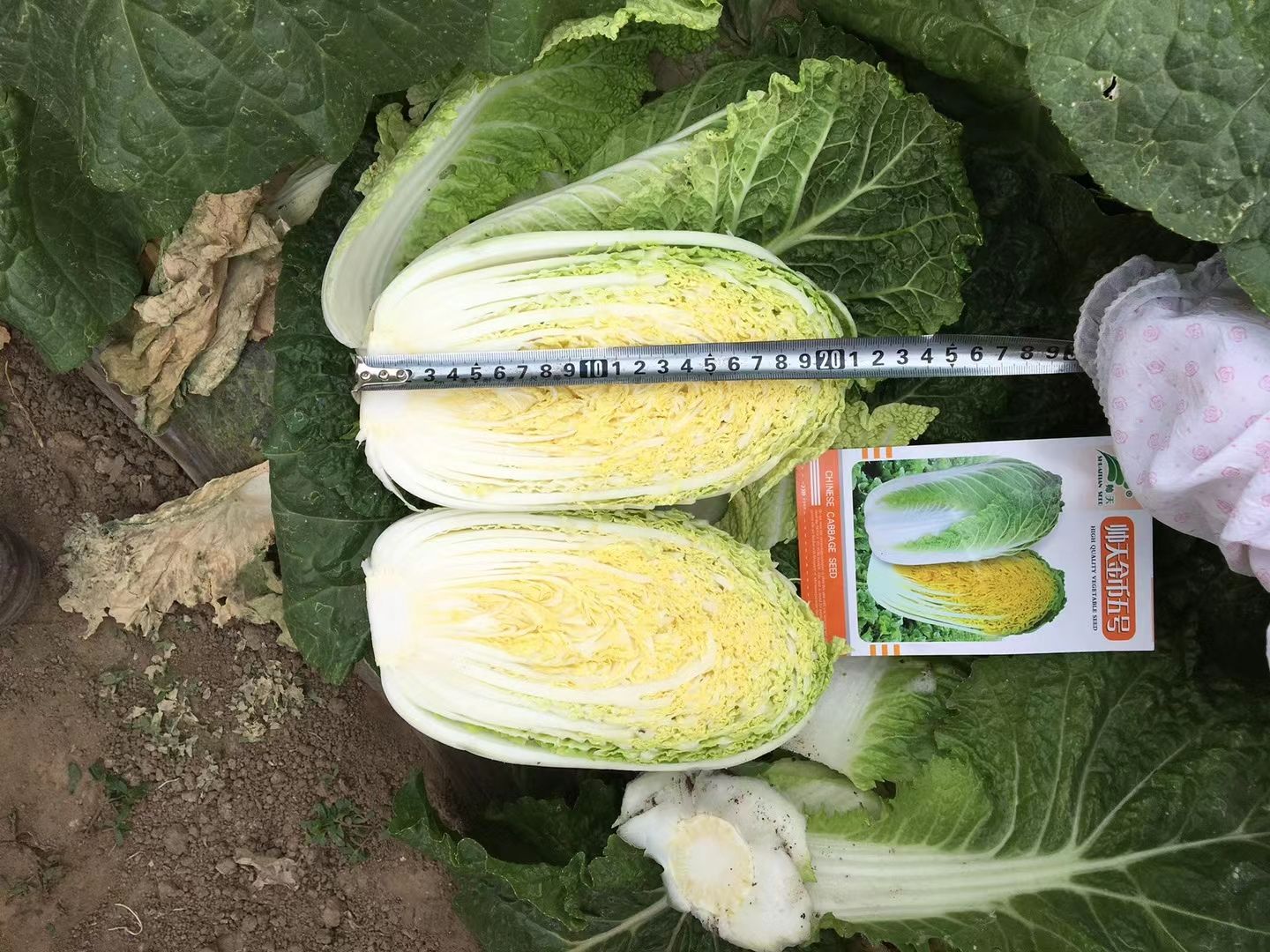 帅天金币5号，矮颗黄芯娃娃菜种籽