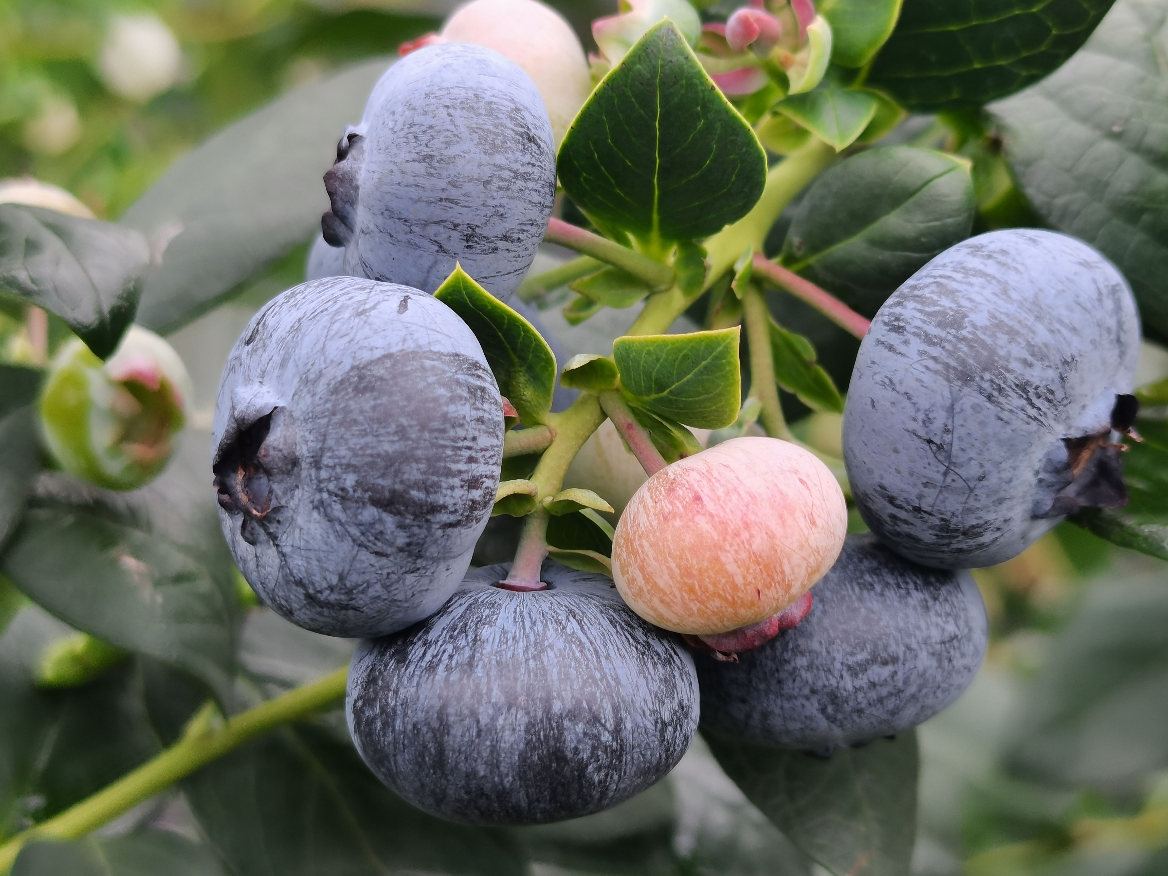 澄江市藍莓大批量上市 價格便宜公道，品質規格齊全，歡迎聯系