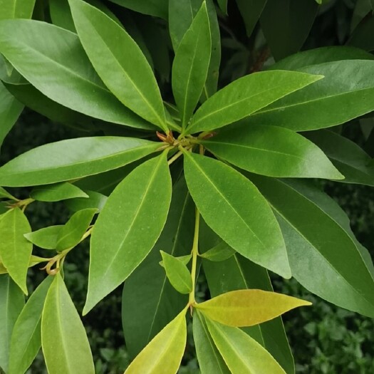 广州金蒲桃黄金熊猫市政袋苗大量供应，基地直销，什么规格都有