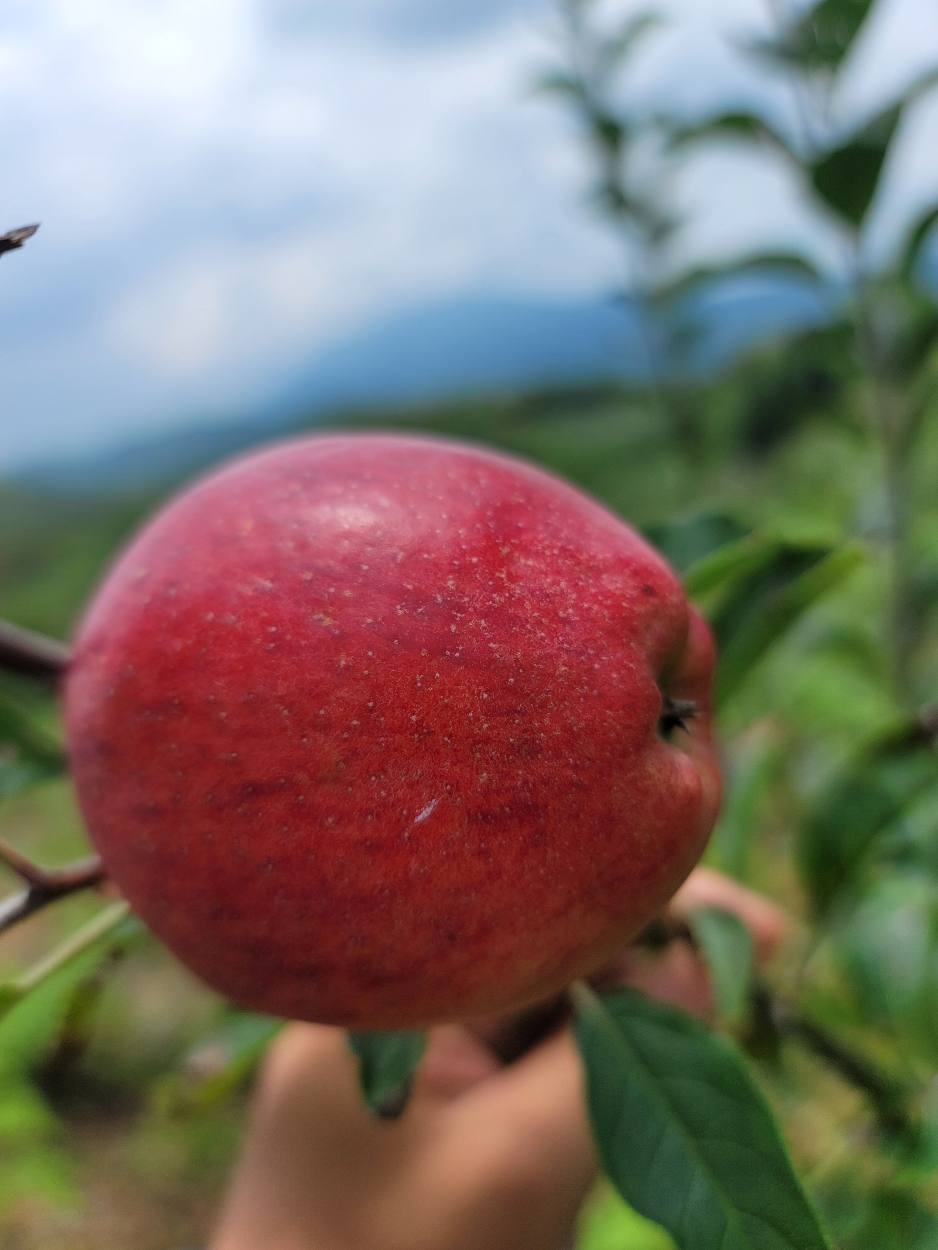 预售，红露苹果基地直发，山泉水灌溉，千亩生态种养基地