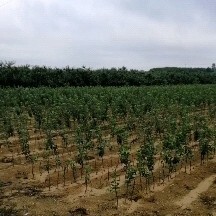 威海2年维纳斯黄金苹果苗，优质果苗，新品种苹果苗。