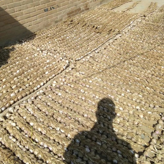 应县汗地紫皮大蒜
