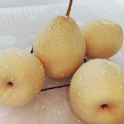 魏县鸭梨