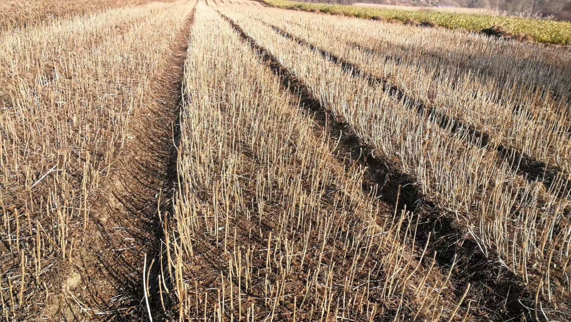 刺嫩芽苗。大量批发刺嫩芽苗。