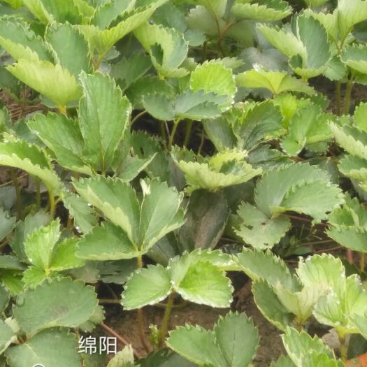 三台县红颜草莓苗