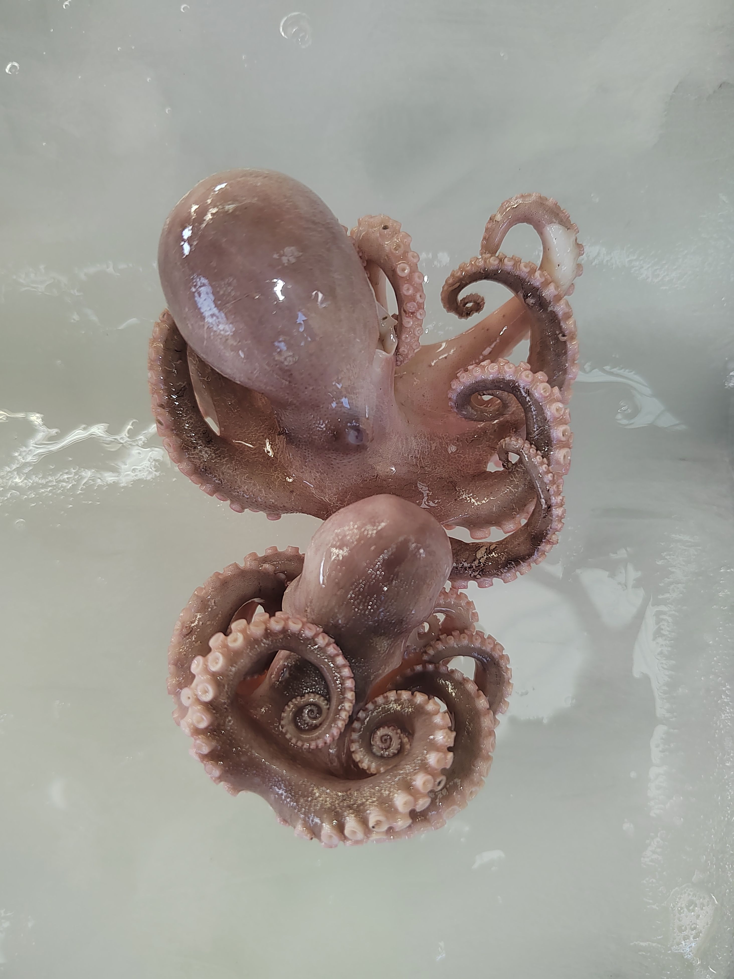 半熟八爪鱼，去内脏了，供应捞汁小海鲜，饭店，批发商