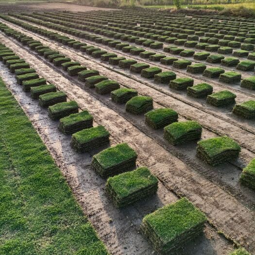 宁波余姚市马尼拉，百慕大，果岭草