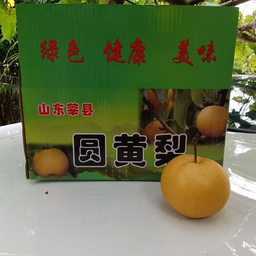 莘县圆黄梨，比丰水梨甜度高，脆甜多汁，核小薄，个头大，百亩梨园