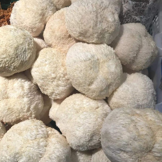 习水县猴头菇，干，鲜直发，量大从优