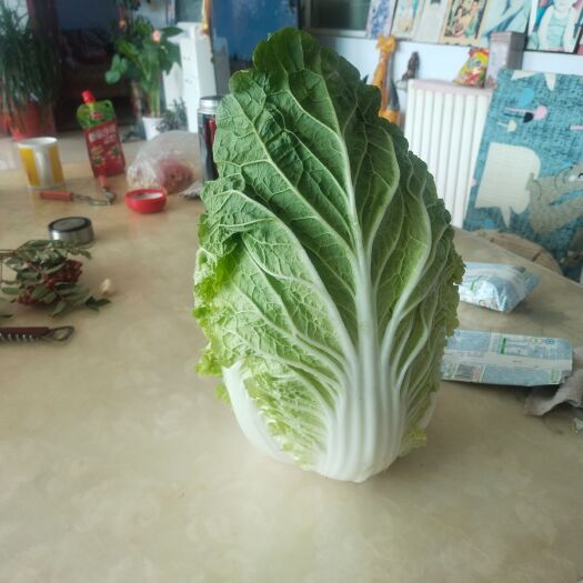 丰宁县欲出售大白菜