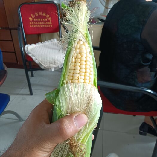 佳木斯东北甜糯鲜玉米大量上市，口感嘎嘎好