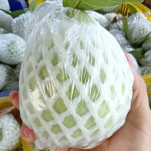 北流市产地直销红心芭乐番石榴，价格优惠，量大优先