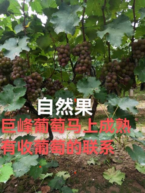 自然果巨峰葡萄大颗粒