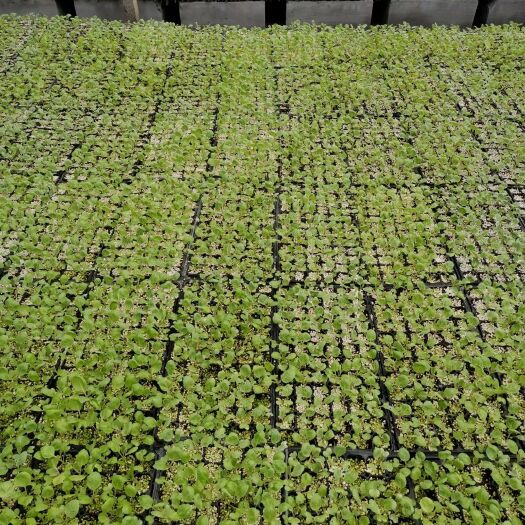寿光市蔬菜种苗批发黄瓜种苗茄子苗苦瓜苗菜花苗甘蓝苗白菜苗