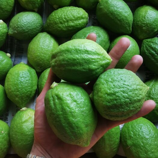 广州广东香水柠檬 无籽 多汁 精选一级二级果 味浓奶茶店专用