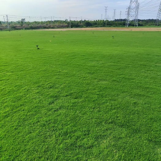 嵊州市沼兴柯桥草坪马尼拉草坪，百慕大果岭草