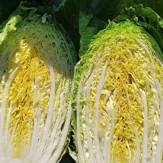 蔚县黄心大白菜
