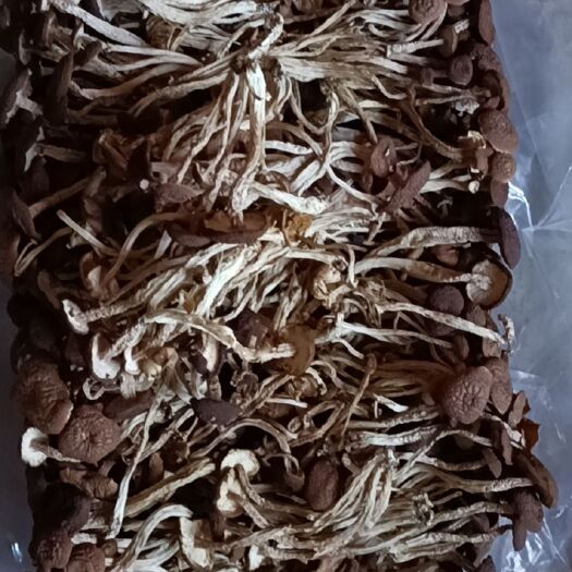 漳州茶树菇