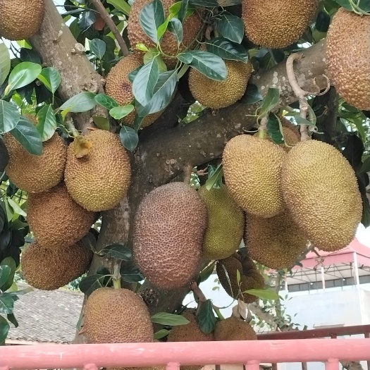 龙州县木菠萝，菠萝蜜
