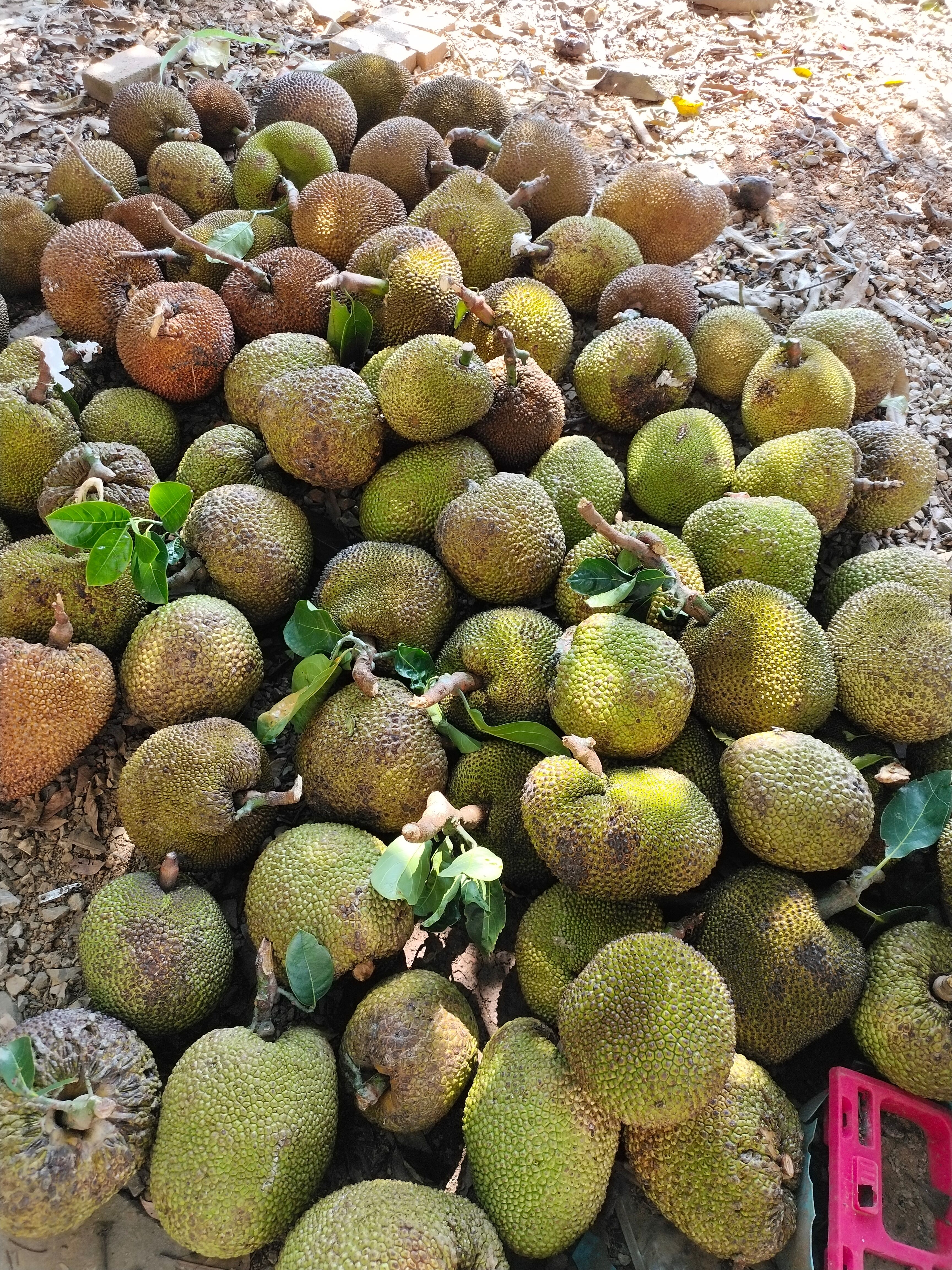 木菠萝，菠萝蜜