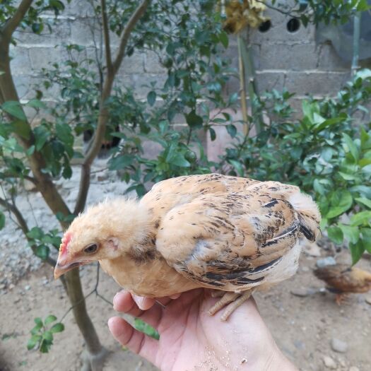 贺州有500只大脚鸡苗出售，有1斤左右了，