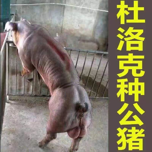 杜洛克仔猪 杜洛克种公猪，新美系杜洛克种公猪，瘦肉率高