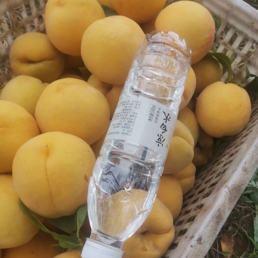临沂金皇后黄桃