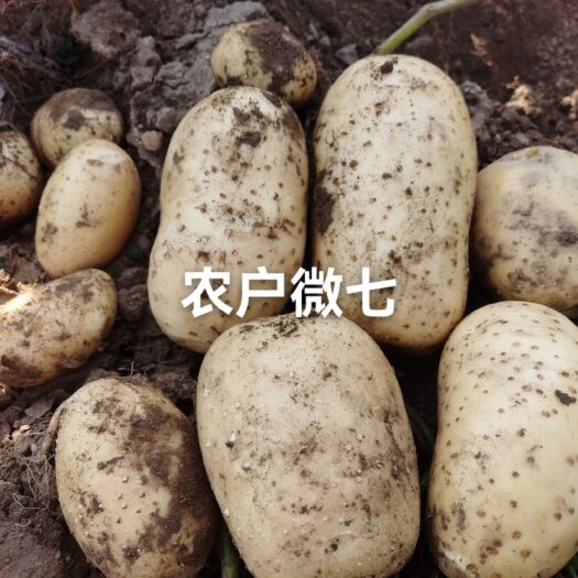 围场县黄心土豆